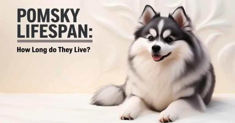 How long do pomsky live