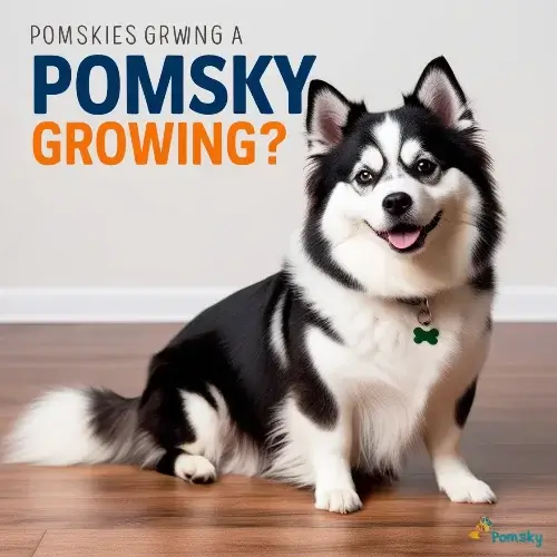 when pomsky stop growing?