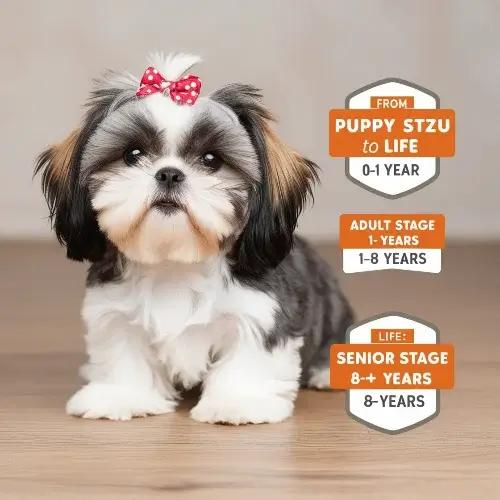 Average lifespan of shih tzu