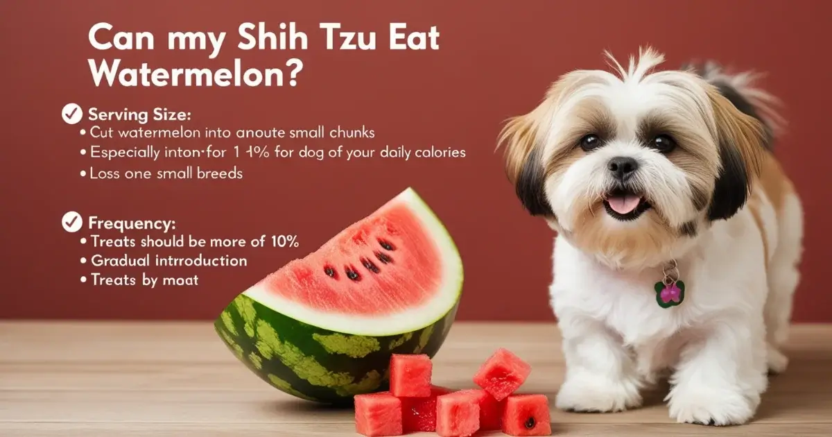 Shih Tzu eat watermelon