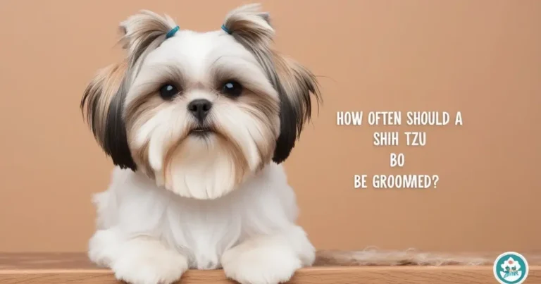 Shih Tzu Grooming