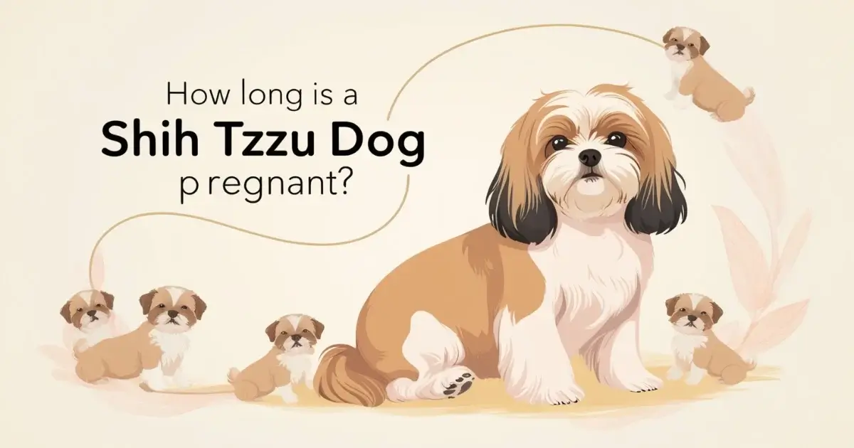 Shih Tzu dog Pregnant